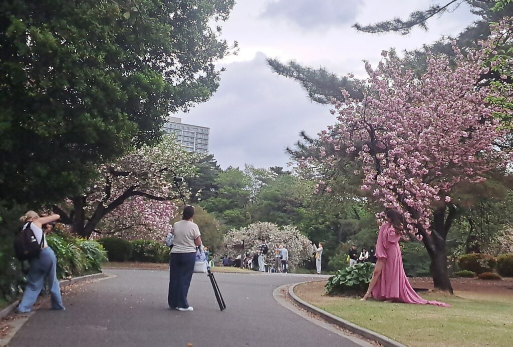 Cerisiers en fleurs au jardin de Shinjuku Gyoen, Tokyo